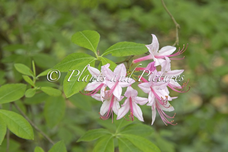 Rhododendron periclymenoides