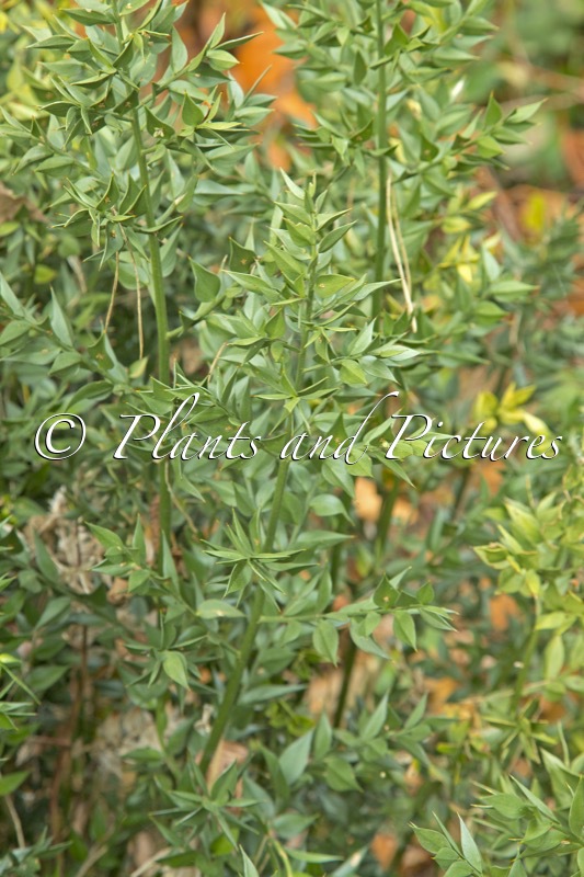 Ruscus aculeatus