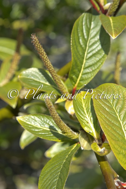 Salix moupinensis