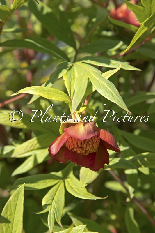 Paeonia delavayi