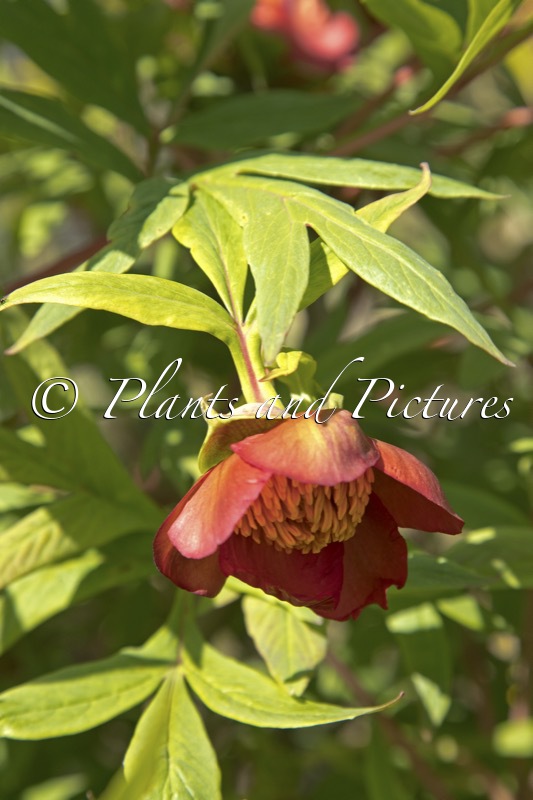 Paeonia delavayi
