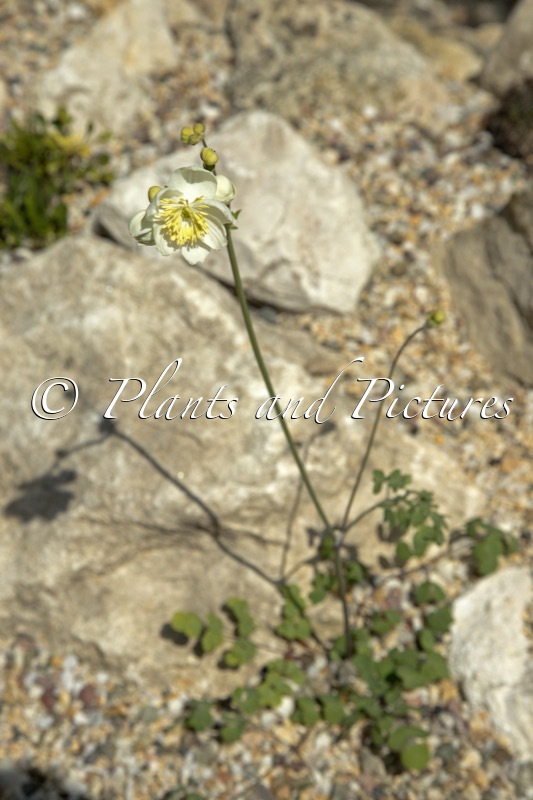 Thalictrum tuberosum
