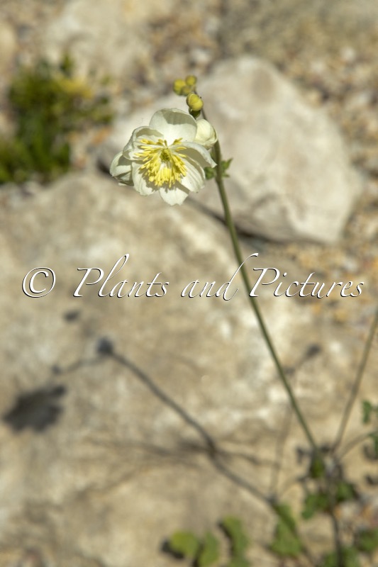 Thalictrum tuberosum