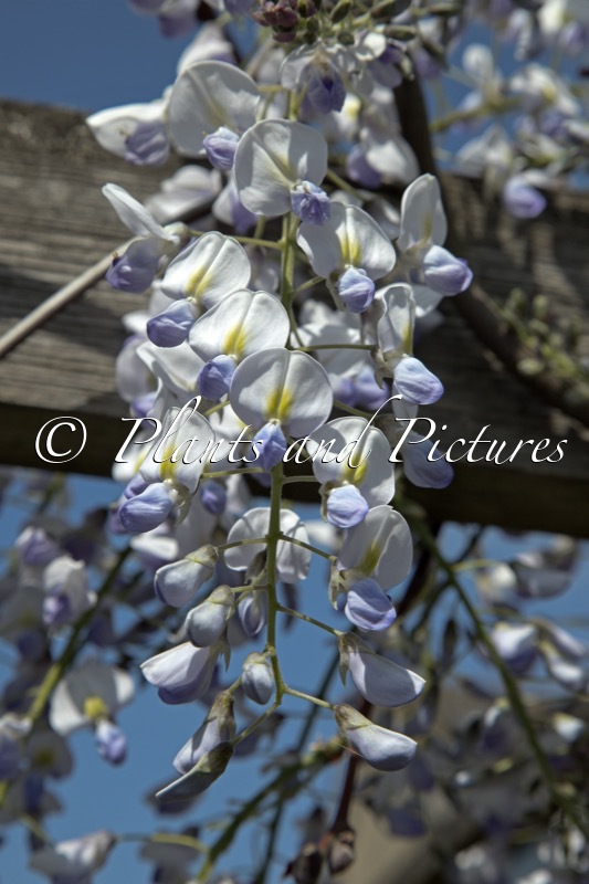 Wisteria floribunda ‘Eranthema’