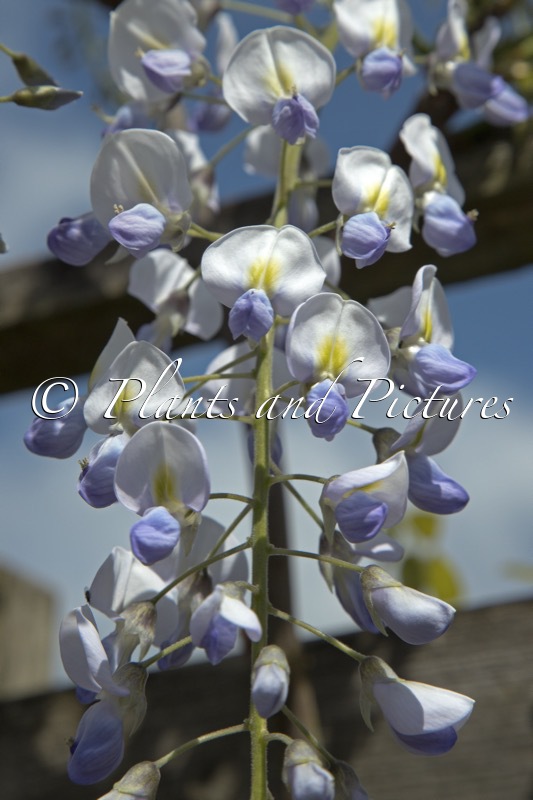 Wisteria floribunda ‘Eranthema’