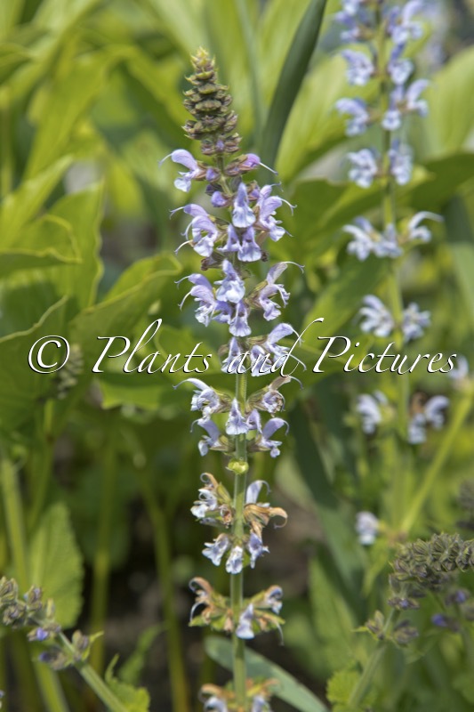 Salvia sylvestris ‘Crystal Blue’
