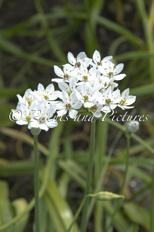 Allium neapolitanum