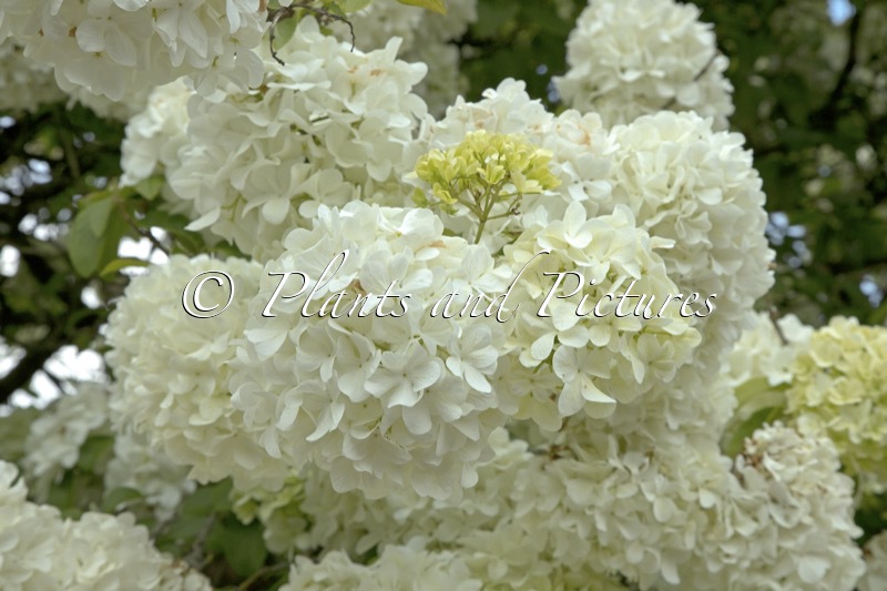 Viburnum macrocephalum