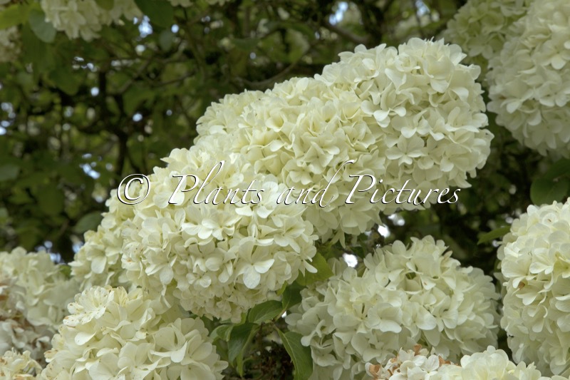 Viburnum macrocephalum