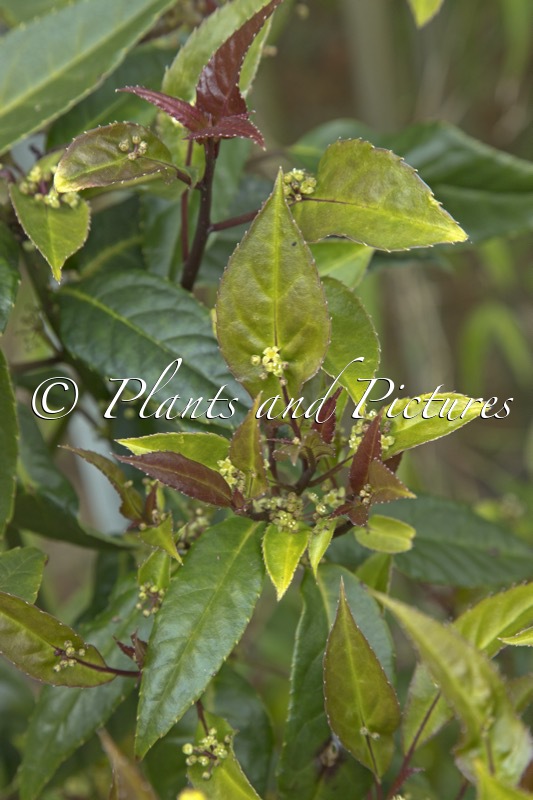 Helwingia chinensis ‘Raulston King’