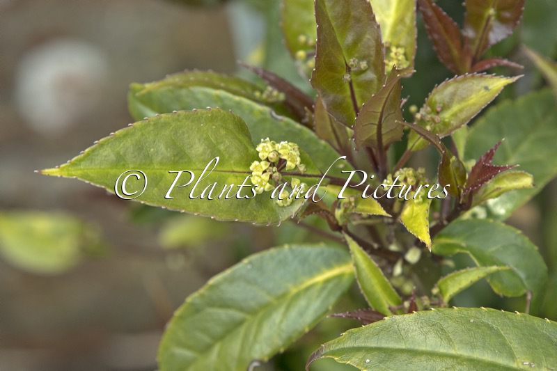 Helwingia chinensis ‘Raulston King’