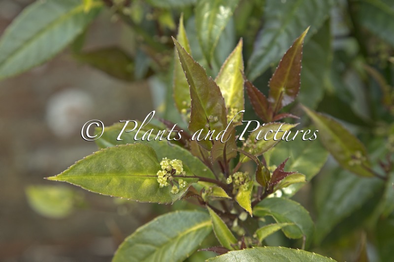 Helwingia chinensis ‘Raulston King’