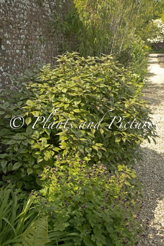 Helwingia japonica