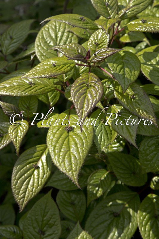 Helwingia japonica