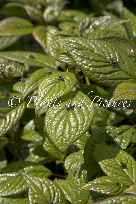Helwingia japonica