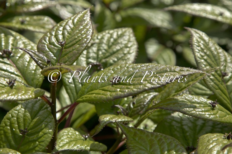 Helwingia japonica
