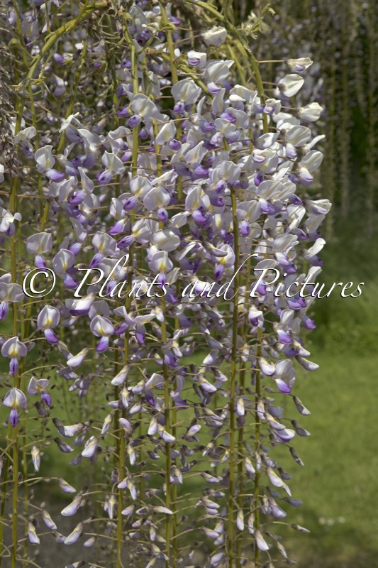 Wisteria floribunda ‘Multijuga’