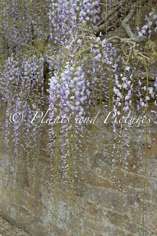 Wisteria floribunda ‘Multijuga’