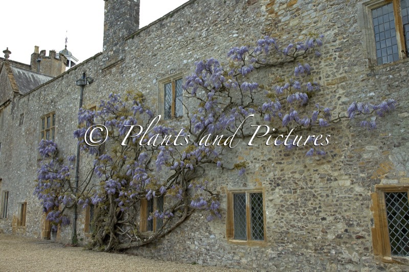 Wisteria sinensis ‘Prolific’