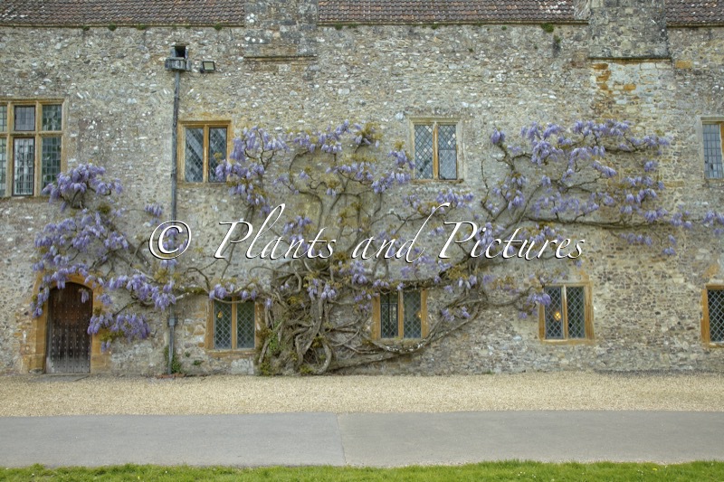 Wisteria sinensis ‘Prolific’