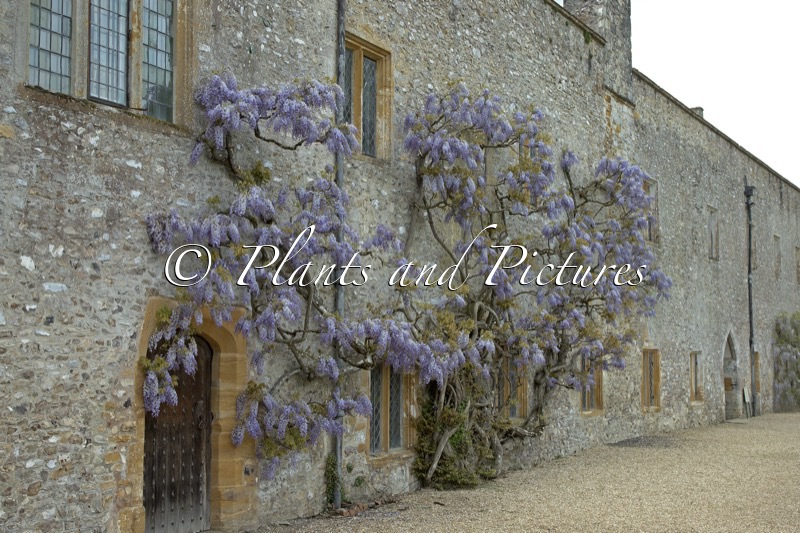 Wisteria sinensis ‘Prolific’