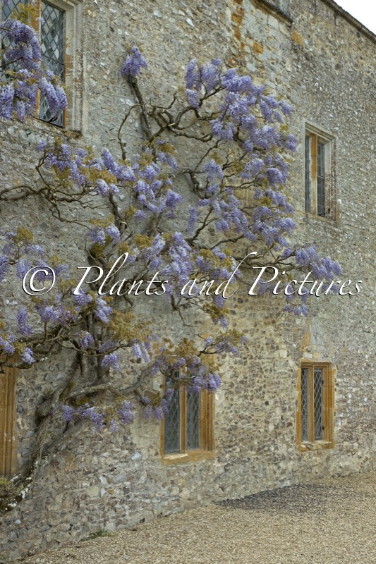 Wisteria sinensis ‘Prolific’