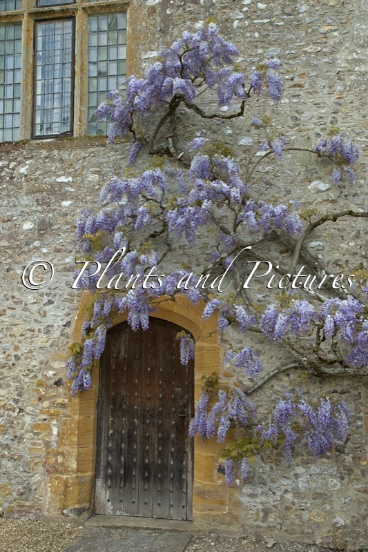 Wisteria sinensis ‘Prolific’