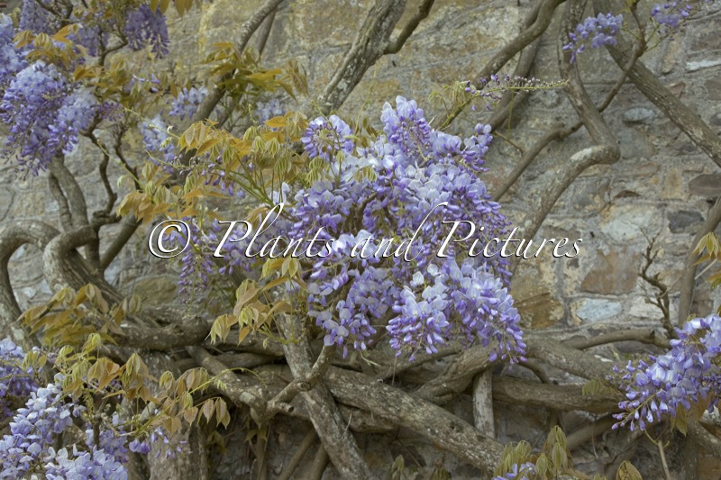 Wisteria sinensis ‘Prolific’