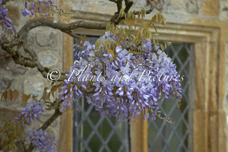 Wisteria sinensis ‘Prolific’