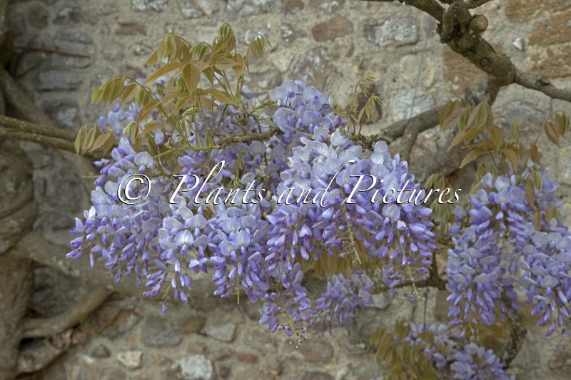 Wisteria sinensis ‘Prolific’