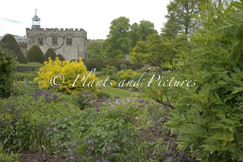 Forde Abbey (+Philadelphus coronarius ‘Aureus’)