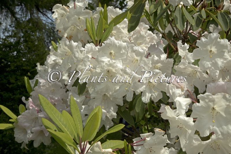 Rhododendron ‘King George’