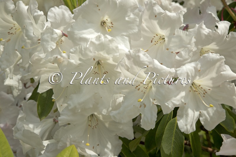 Rhododendron ‘King George’