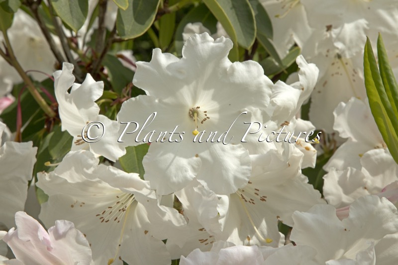 Rhododendron ‘King George’