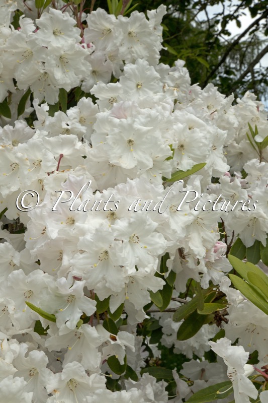 Rhododendron ‘King George’