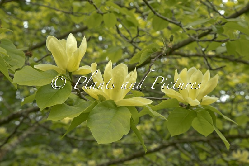 Magnolia ‘Lois’