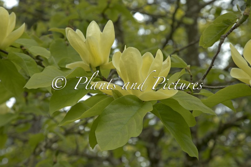 Magnolia ‘Lois’