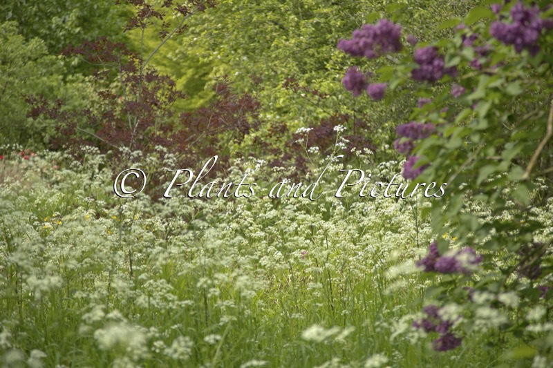 Anthriscus sylvestris