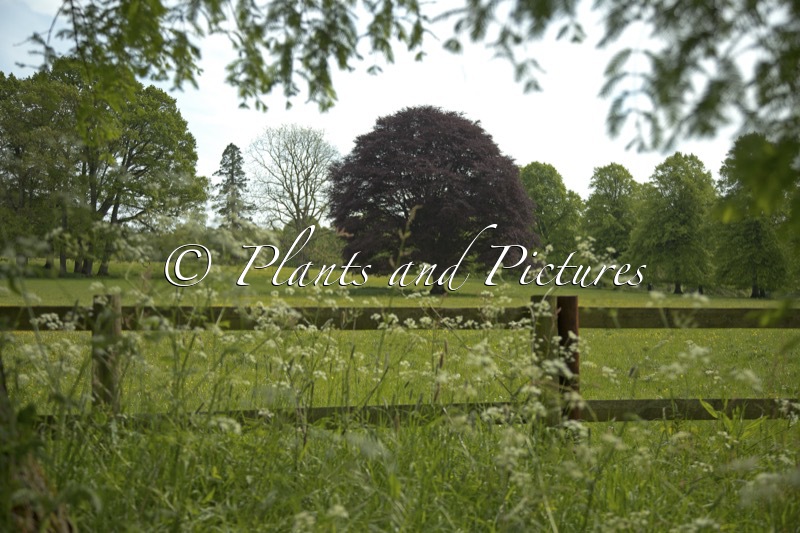Forde Abbey (+Fagus sylvatica ‘Atropunicea’)