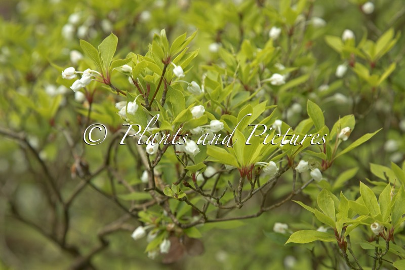 Enkianthus perulatus