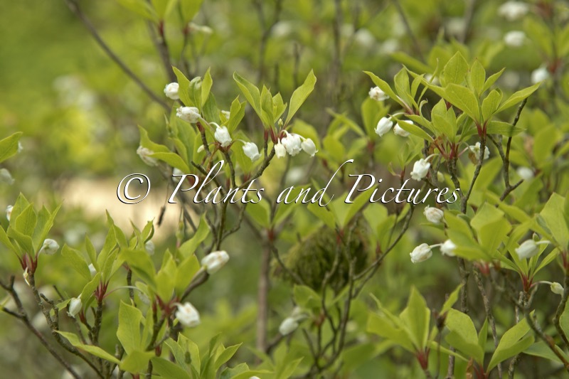 Enkianthus perulatus