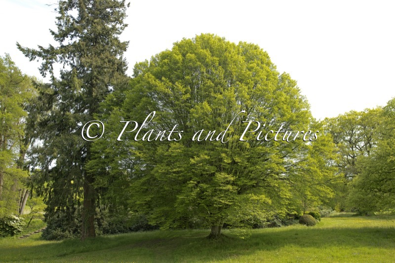 Carpinus betulus ‘Fastigiata’