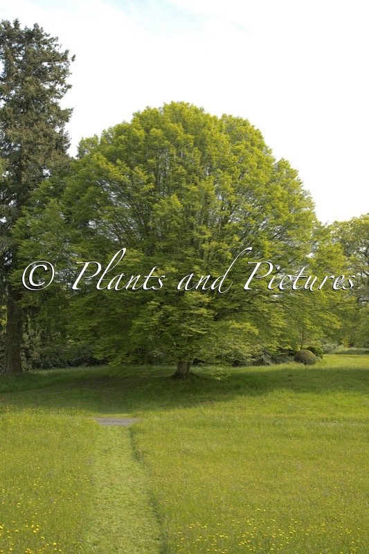 Carpinus betulus ‘Fastigiata’