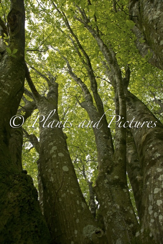 Carpinus betulus ‘Fastigiata’