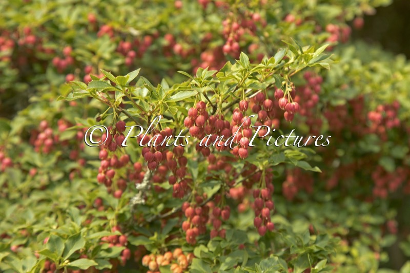 Enkianthus cernuus f. rubens