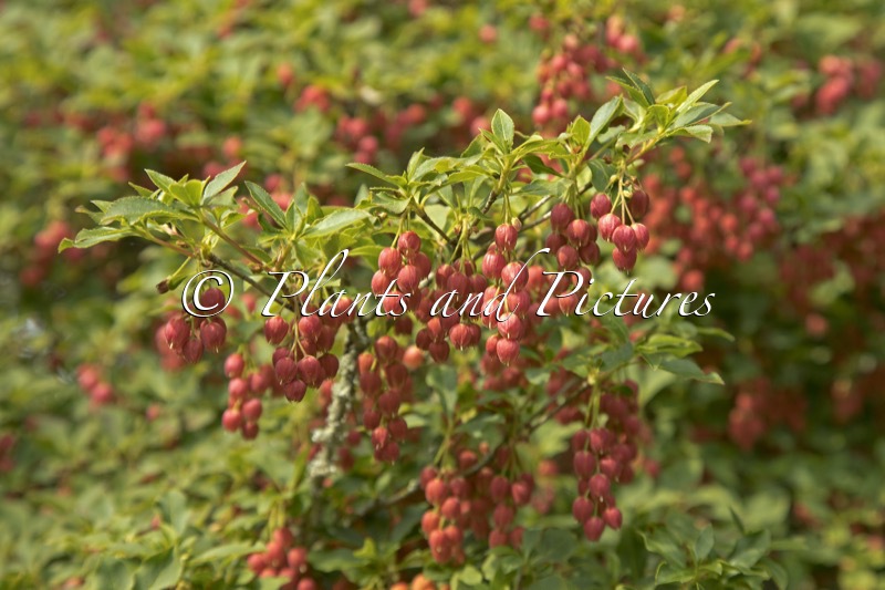 Enkianthus cernuus f. rubens