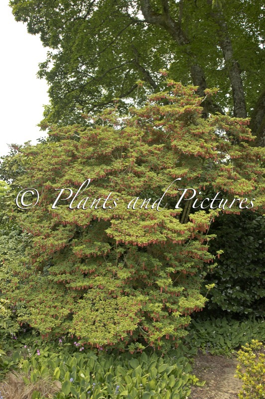 Enkianthus cernuus f. rubens