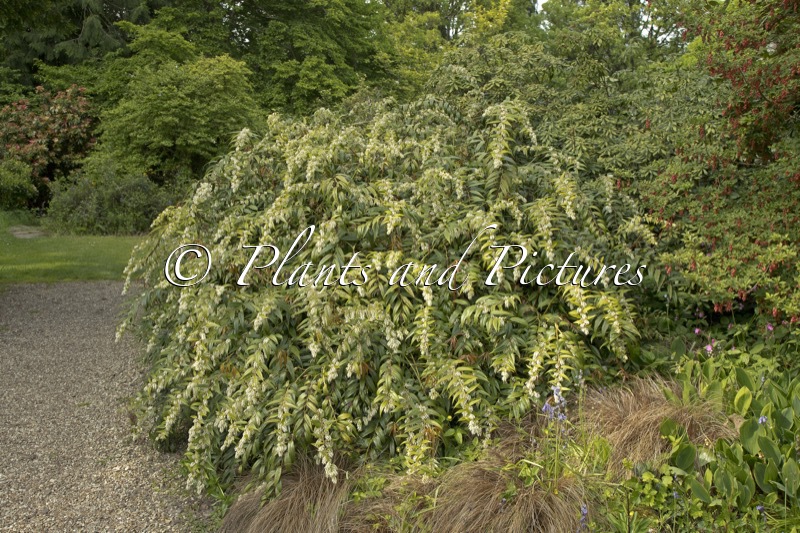Leucothoe axillaris