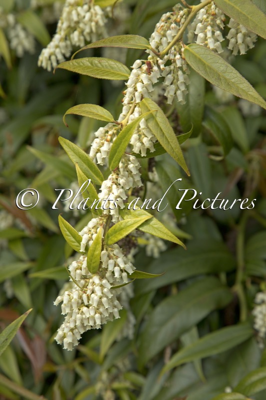 Leucothoe axillaris