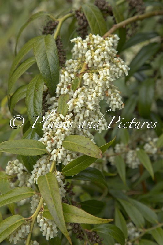 Leucothoe axillaris